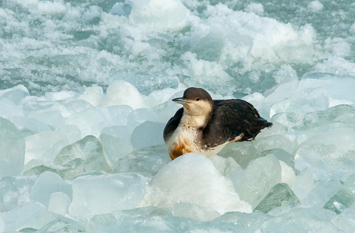 The black-throated loon (Gavia arctica), bird resting on floating ice in the Black Sea