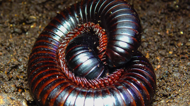 The giant African millipede (Archispirostreptus gigas), is one of the largest millipedes The giant African millipede (Archispirostreptus gigas), is one of the largest millipedes giant african millipede stock pictures, royalty-free photos & images