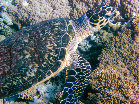 Hawksbill sea turtle (Eretmochelys imbricata) Eats Soft Corals on the Reef Elphinstone, Red Sea, Egypt