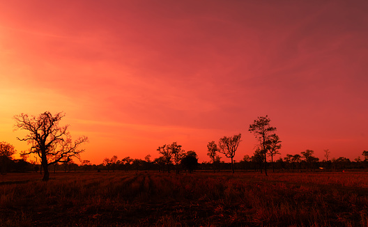 Amazing sunset and sunrise.Panorama silhouette tree on africa.Dark tree on open field dramatic sunrise.