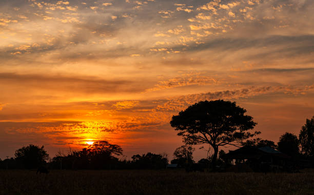 istock Amazing sunset and sunrise.Panorama silhouette tree on africa.Dark tree on open field dramatic sunrise.Safari theme. 1971336392