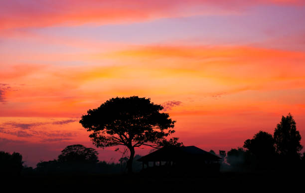 istock Amazing sunset and sunrise.Panorama silhouette tree on africa.Dark tree on open field dramatic sunrise.Safari theme. 1971336476