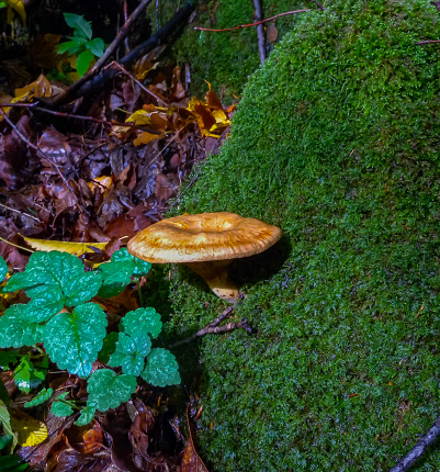 The brown roll-rim, common roll-rim (Paxillus involutus), Mushrooms lamellar with brown cap in the forest in Ivano-Frankivsk region, Ukraine