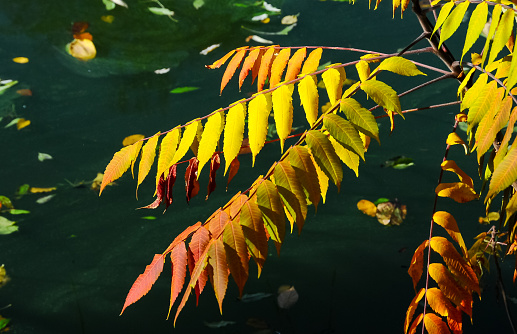 Red-yellow feathery leaves against the background of green water in autumn, Sofievsky Park, Uman