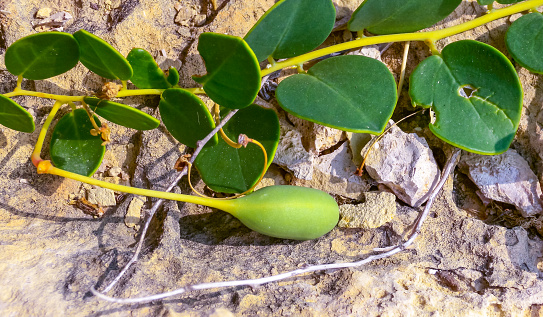 The caper bush, Flinders rose (Capparis spinosa), oblong green fruit on the rocks of Gozo island, Malta