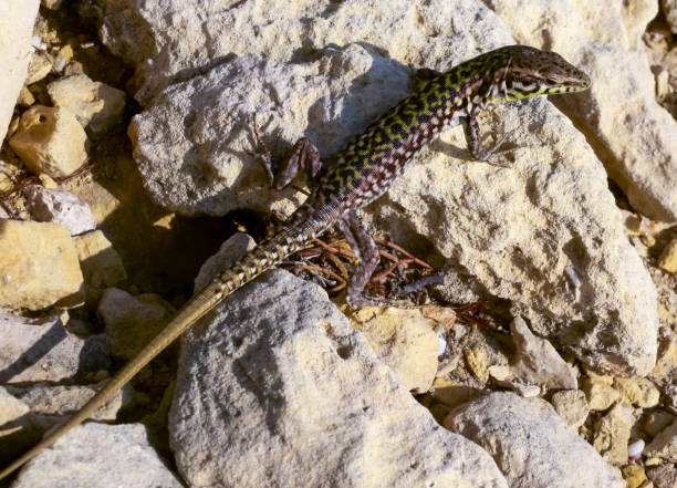 istock The filfola lizard or Maltese wall lizard (Podarcis filfolensis), Gozo, Malta 1971339152