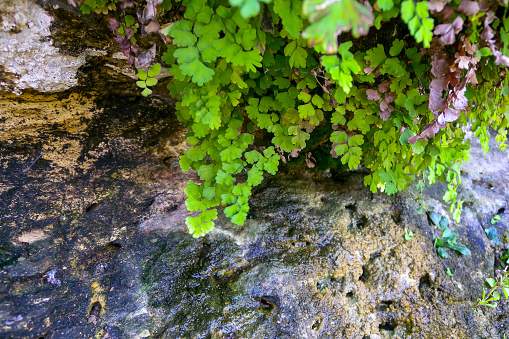 (Adiantum capillus-veneris), fern plants hanging over the water in a wet gorge on the island of Gozo, Malta