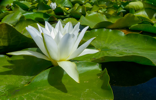 Beautiful white water lily (Nymphaea alba) flowers on the water surface in the lake Kugurluy, Ukraine