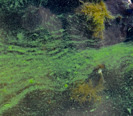 Blue-green algae (Microcystis aeruginosa) blooms in Yalpug lake, Ukraine