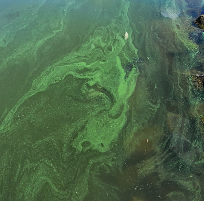 Blue-green algae (Microcystis aeruginosa) blooms in Yalpug lake, Ukraine