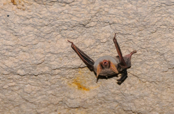 istock A bat rests upside down during the day in the catacombs of eastern Crimea 1971341749