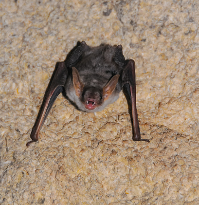 Little brown bat Myotis bat in Colorado