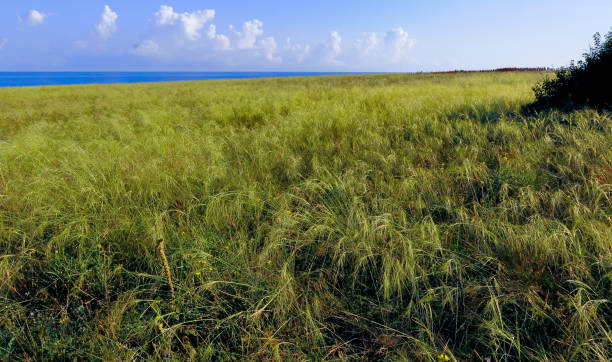 istock Feather-grass steppe in summer in arid eastern Crimea 1971344334
