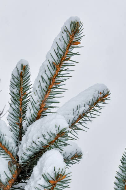 istock A sprig of coniferous tree spruce powdered with snow in cold winter 1971346100
