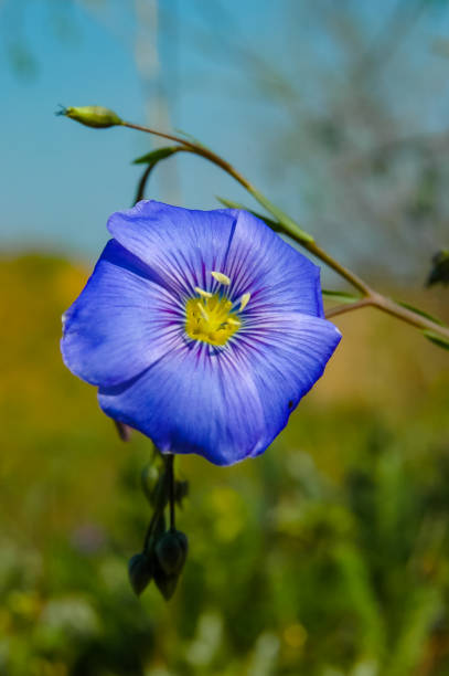 istock (Linum lewisii), A blue flowering plant in the wild 1971349737