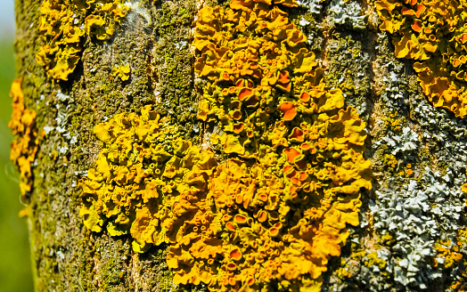 Yellow lichen on the trunk of an old tree, symbiosis of fungus and algae