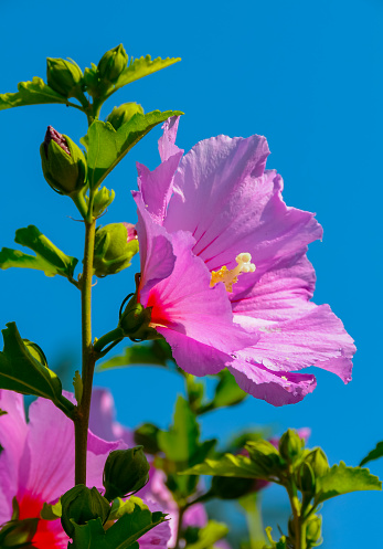 (Hibiscus syriacus), pink flower against blue sky