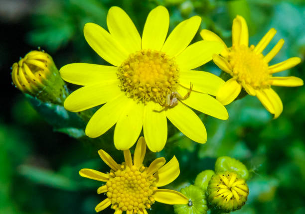 istock (Thomisus onustus) yellow spider-crab on yellow flowers 1971349764