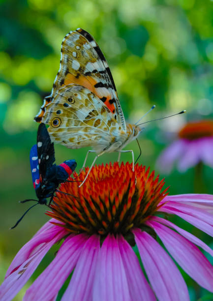 Painted lady (Vanessa cardui) and  burnet moth (Zygaena ephialtes), butterflies sit on an echinacea flower and drink nectar Painted lady (Vanessa cardui) and  burnet moth (Zygaena ephialtes), butterflies sit on an echinacea flower and drink nectar zygaena ephialtes stock pictures, royalty-free photos & images