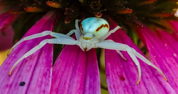 Roughly 2mm body length.  Studio setting.  Small white crab spider, Mecaphisa species.  An ambush predator that does not use any webs to capture prey, they can usually be found on or around flowers, waiting for food to drop by.