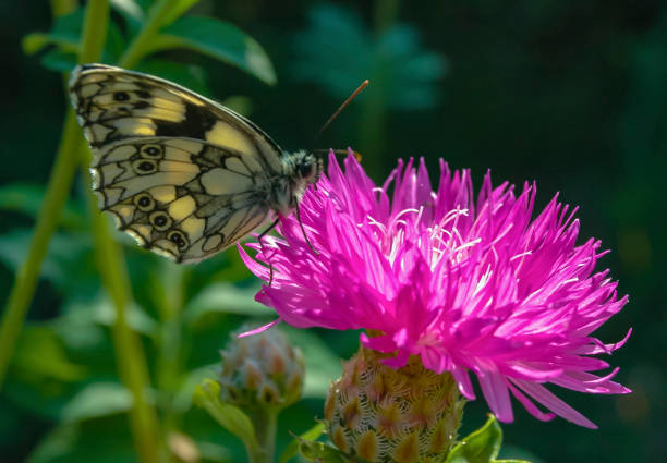 The marbled white (Melanargia galathea), butterfly collects nectar on a cornflower flower