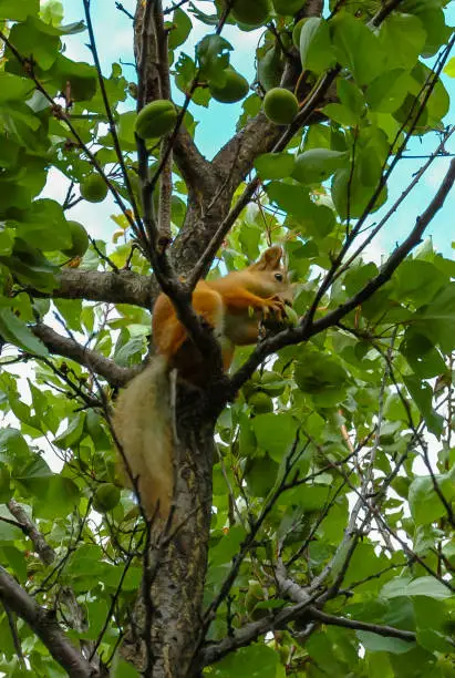 Red bush squirrel (Paraxerus palliatus), squirrel eats a walnut on a tree