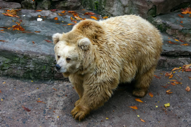 grizzly Bear