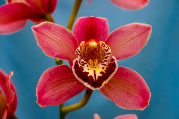 Phalaenopsis orchid blooming in a greenhouse, close-up