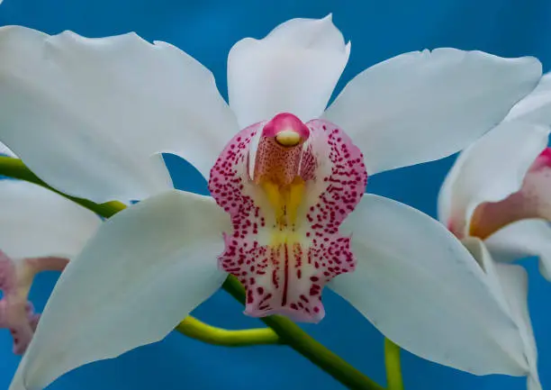 Phalaenopsis orchid blooming in a greenhouse, close-up