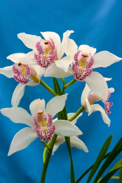 Phalaenopsis orchid blooming in a greenhouse, close-up