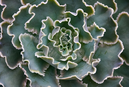 African plant with succulent leaves (Echeveria shaviana)