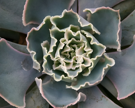 African plant with succulent leaves (Echeveria shaviana)