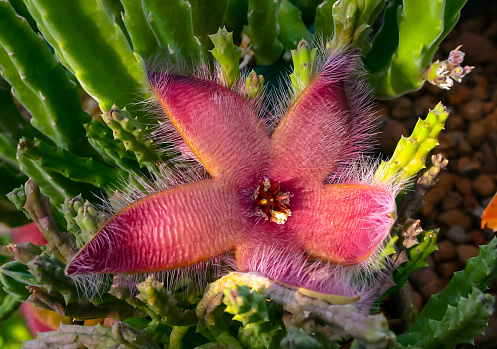 Zulu giant, carrion plant and toad plant (Stapelia gigantea), blooms with a large smelly red flower