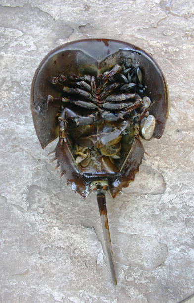 istock The Atlantic horseshoe crab, Limulus polyphemus, is a marine chelicerate arthropod. Despite its name, it is more closely related to spiders, ticks, and scorpions than to crabs. 1971353522