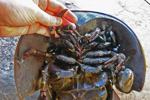 istock The female horseshoe crab (Limulus polyphemus) 1971354030