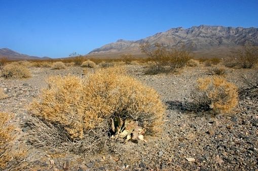 Plants in dry desert against the backdrop of mountains in America, Arizona