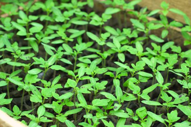 istock seedlings in the garden 1971355142