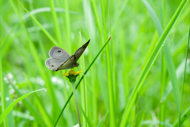 A Brown Butterfly Ypthima huebneri perched in flower's petal in the bush