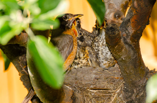 Robin on perch with nesting materials in his beak