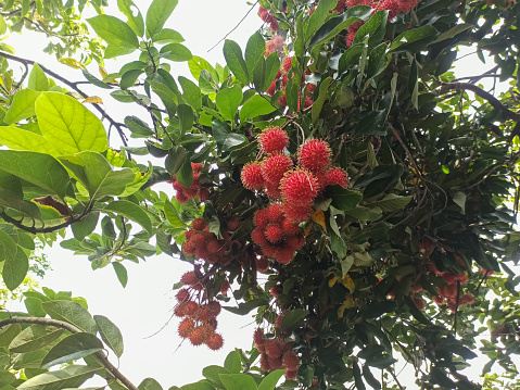 Delight in the vibrant hues of a ripe red rambutan, signaling its readiness for consumption.