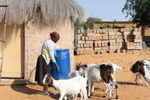village african woman standing in the yard with the goats in a sunny day