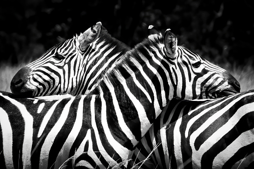 Two Zebras being friends