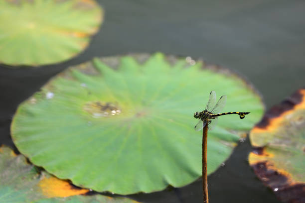 istock Dragonflies rest on Lotus poles, North China 1971402317