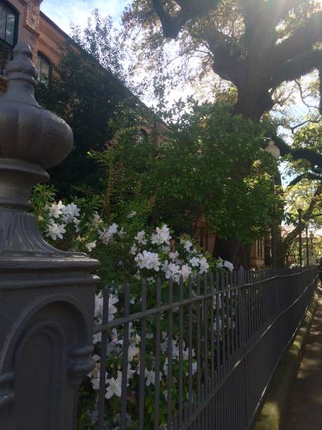 istock White Azaleas and wrought iron 1971413382