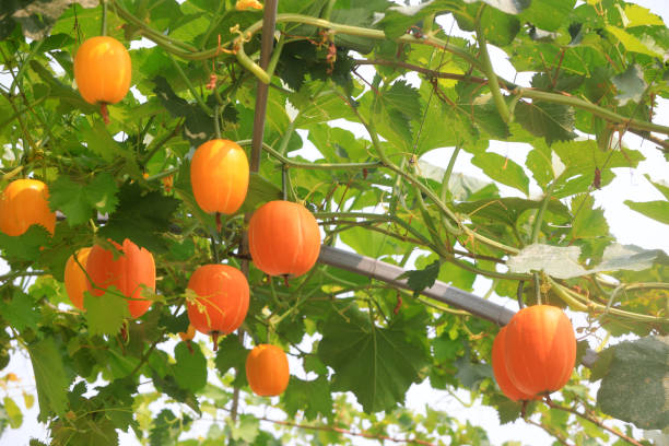 istock Beautiful pumpkin Gallery, North China 1971421135