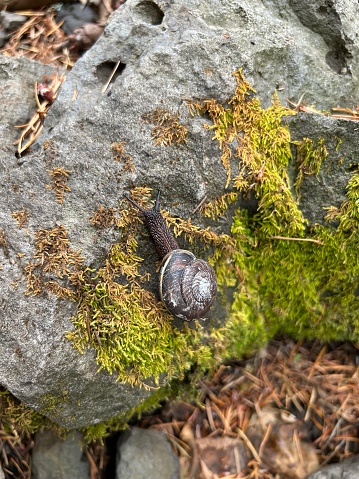 snail on mossy rock