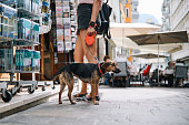 Bolzano city break with a pet companion