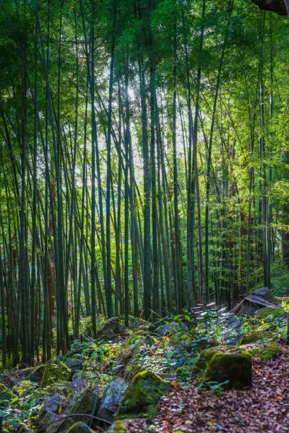 Sunlight streaming through a peaceful and lush bamboo forest in the garden in Hakone Japan