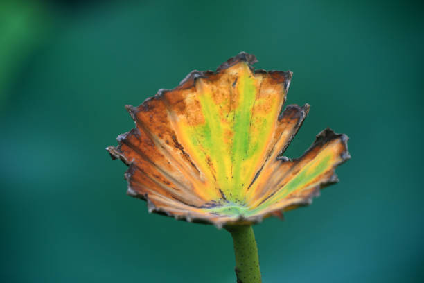 Lotus leaf in pond, natural landscape