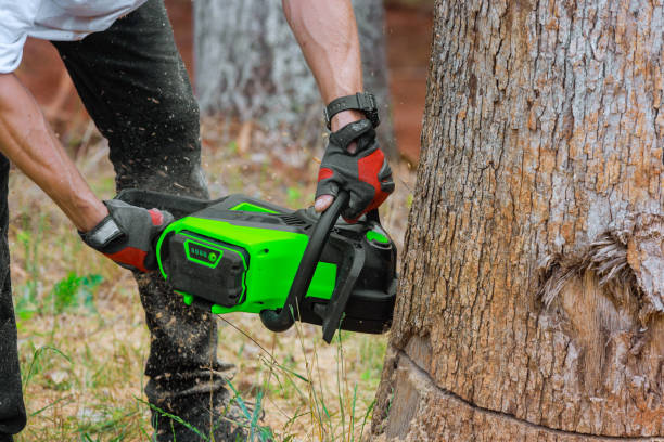 istock Cutting trees with a chainsaw on forest site by professional lumberjack 1971475210